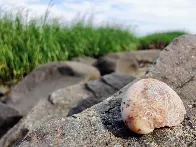 [OC] A shell on a rock.  