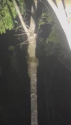 Watch https://www.tiktok.com/@nadikandarat/video/7364761667651030279 | Streamable