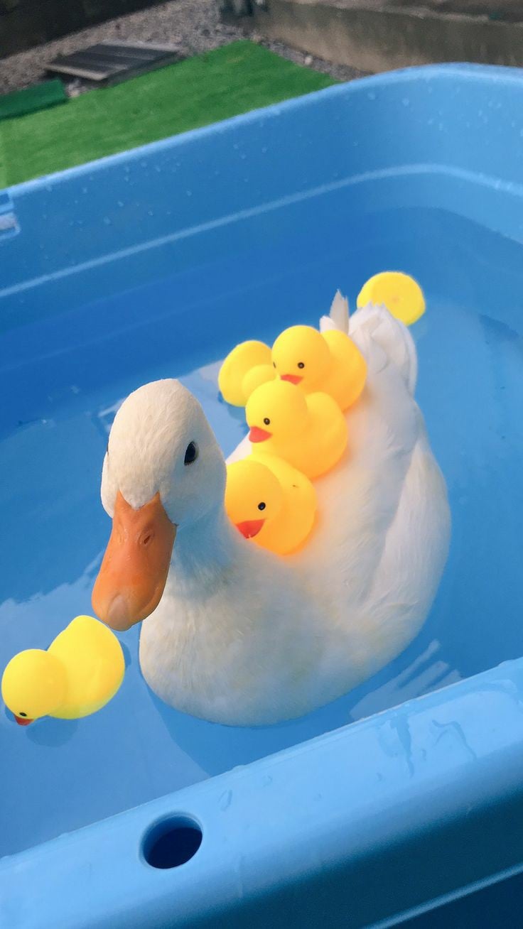 guess which duck is fake - level impossible