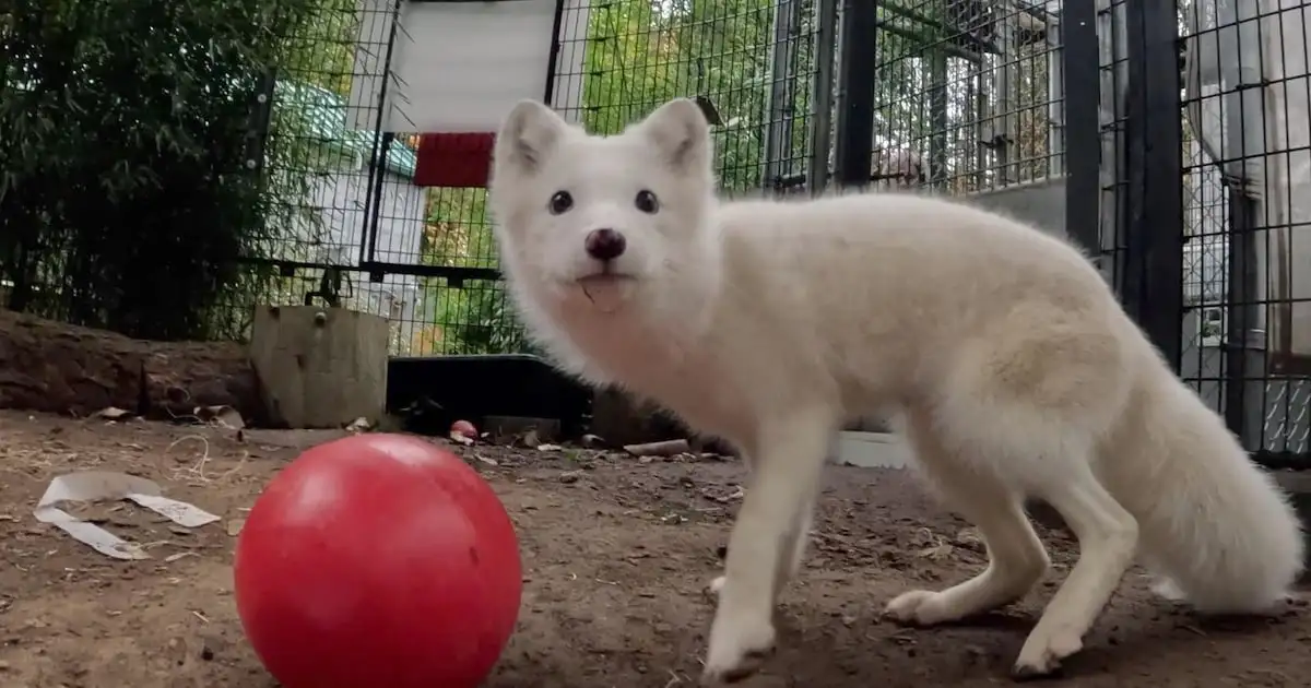 Arctic Fox Discovered in Southwest Portland Headed to Wisconsin - Lemmy.World