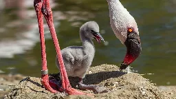 2 male flamingos become same-sex foster parents raising baby chick at San Diego Zoo