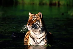 Nepal won’t set fresh tiger number goal, to focus on coexistence, connectivity