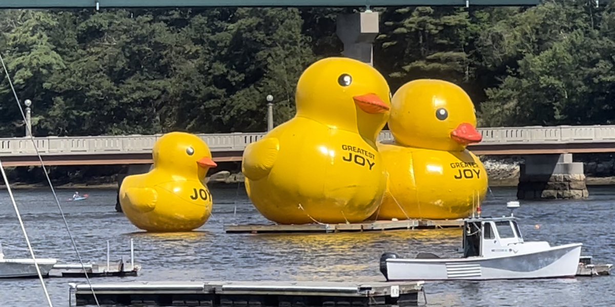 Giant yellow ducks return to the Coast of Belfast