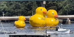 Giant yellow ducks return to the Coast of Belfast