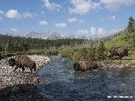 Bison population swells after over century-long absence in Banff National Park