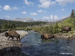 Bison population swells after over century-long absence in Banff National Park