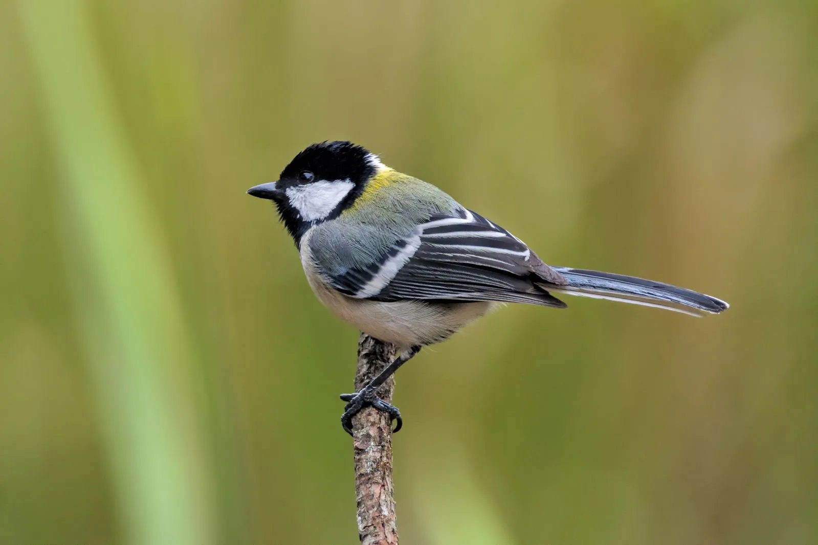 These Small Birds Flutter Their Wings to Say 'After You' to Their Partner