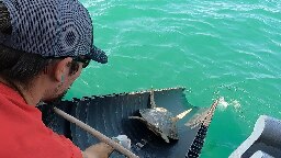 The First Cold Stunned Sea Turtles Released!