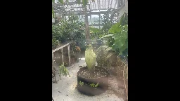 Corpse Flower bloom at Wheaton College Greenhouse