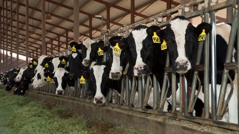 Cows have human flu receptors, study shows, raising the stakes on the bird flu outbreak in dairy cattle | CNN