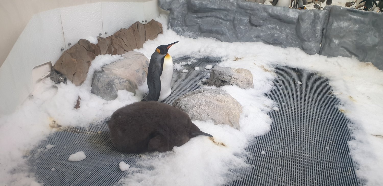 Zoomed out photograph showing the size of Pesto the King Penguin chick compared to the adult King Penguin looking after him.