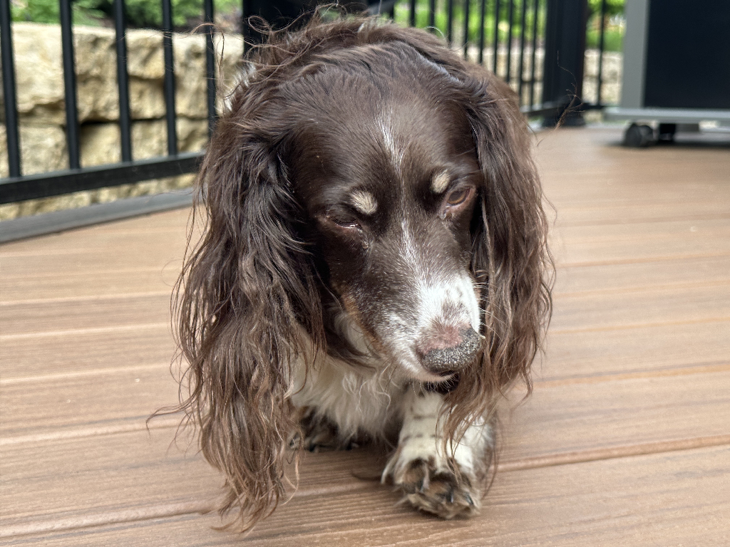 my parent’s dachshund Tootsie