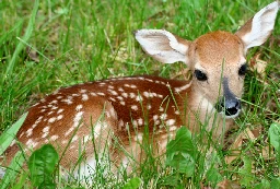 Bambi effect - Wikipedia