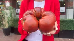 To-may-to, To-mah-to. Mass Tomato growers convene in Boston for 39th annual contest