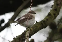 Migratory birds can be taught to adjust to climate change, study shows