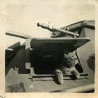 Cat peeking out of a Nazi Sd.Kfz.222 armored car