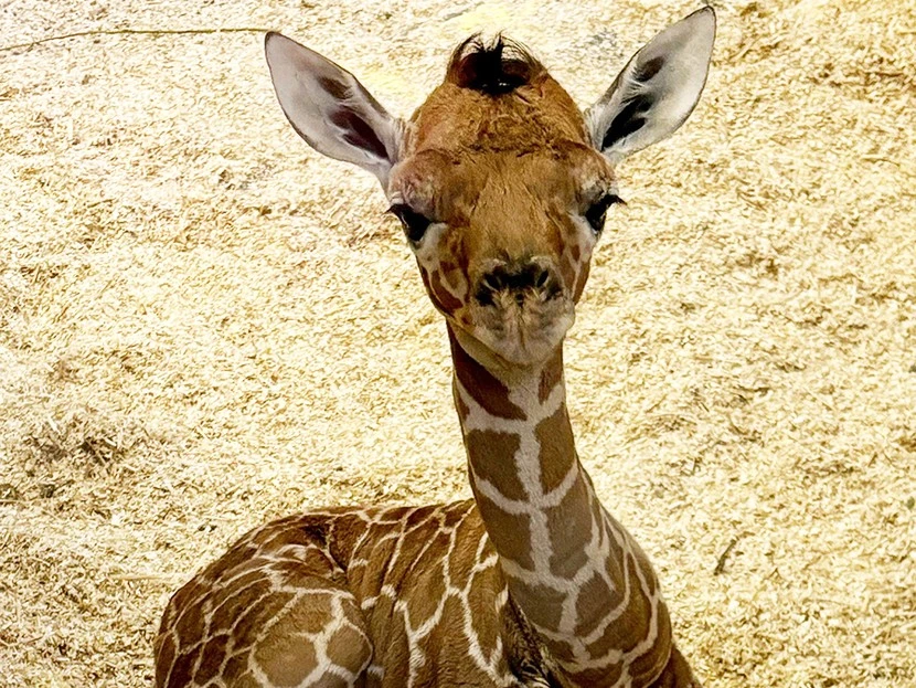 Giraffen-Nachwuchs im Tiergarten – Tiergarten Schönbrunn