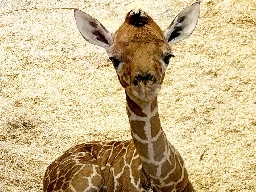 Giraffen-Nachwuchs im Tiergarten – Tiergarten Schönbrunn