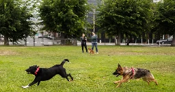 City chases dog owners out of public park with megaphones