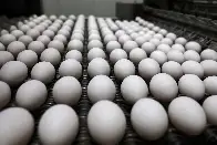 Egg prices expected to rise more than 40 percent in 2025