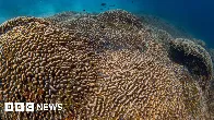 World’s largest coral found in the Pacific