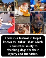 Day of the dogs