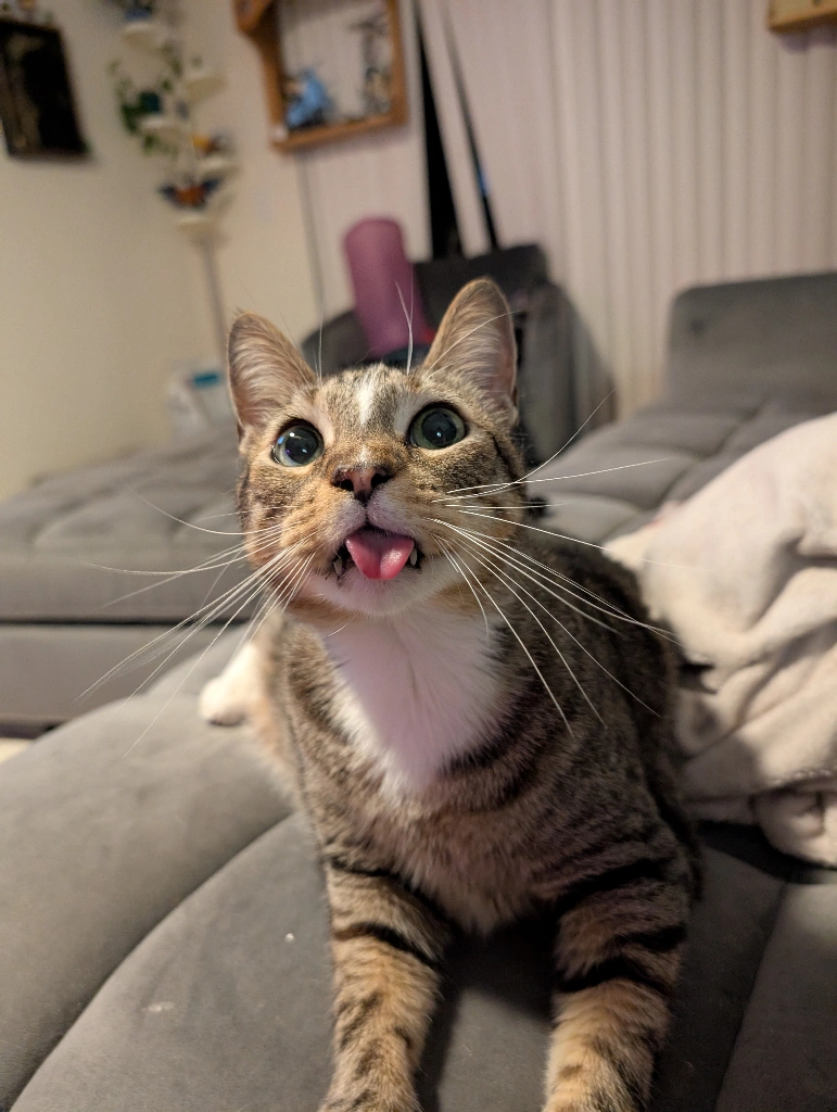 Cat.