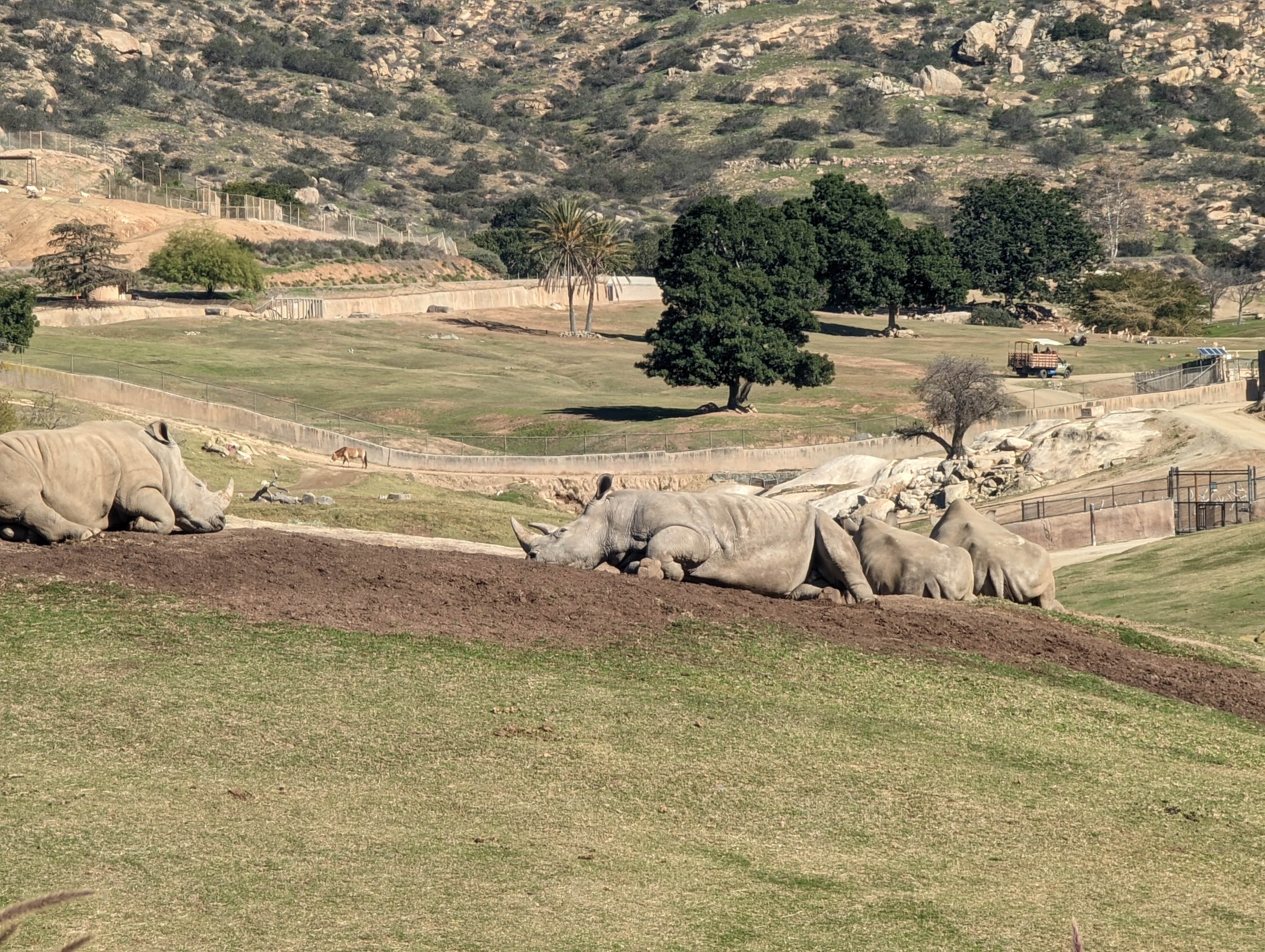 Rhinos at Safari Park
