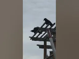 Chatty Crows 03