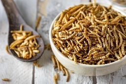 Could eating insects slow weight gain in people with obesity?