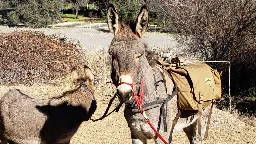 A pet donkey disappeared in California five years ago. He’s been spotted living with a herd of wild elk | CNN