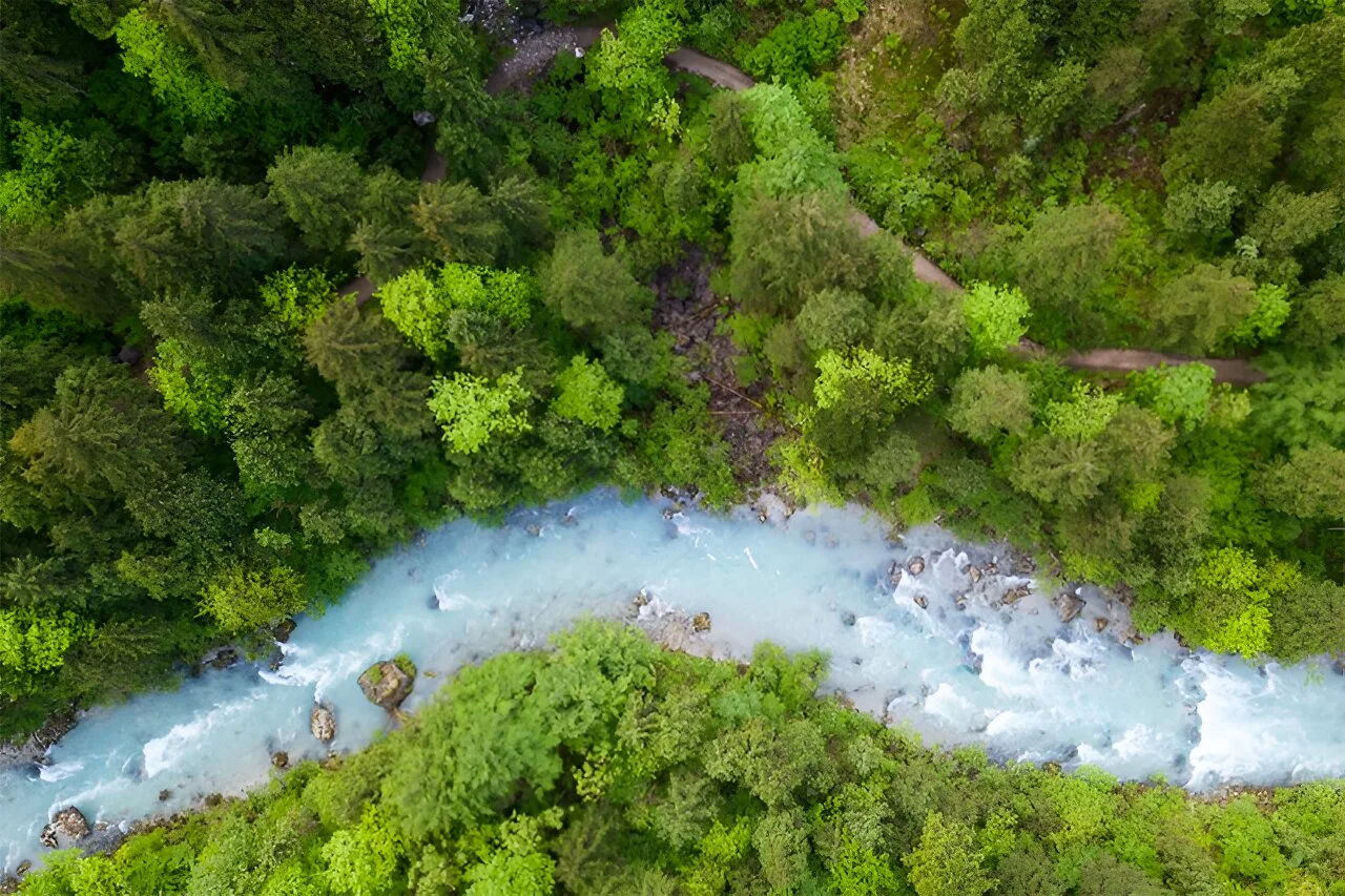 How forests can cut carbon, restore ecosystems, and create jobs