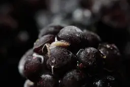 There are worms in the blackberries you just picked