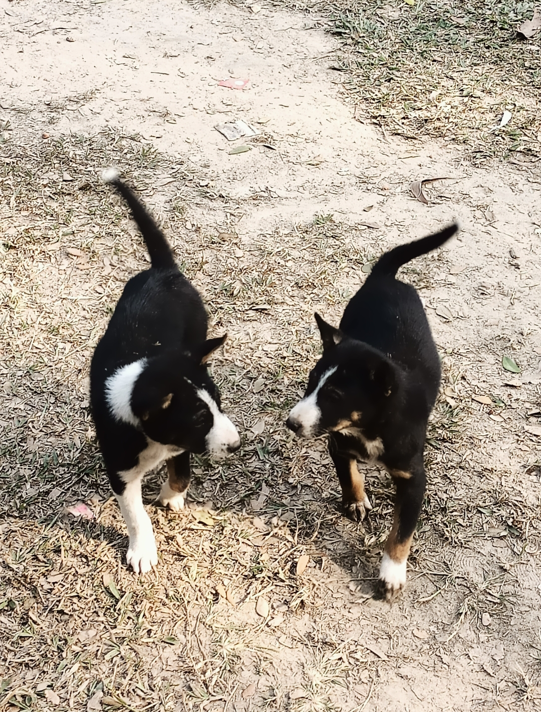 Puppers I found at a construction site once 🐶