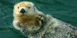 An otter in California that keeps bullying people off of their surfboards has been too quick for wildlife officials to catch