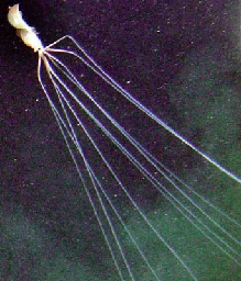 Bigfin squid - Wikipedia