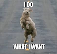 sheep standing on road while on its hind legs. Caption reads "I do what I want"