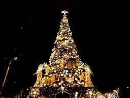 63-year-old woman killed by falling Christmas tree in Belgian market square | News24