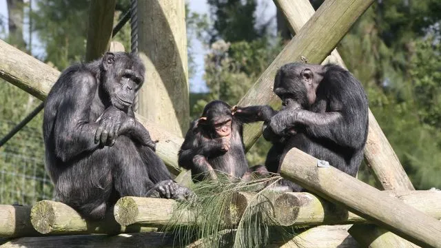 Are Chimps Building Cultures Like Humans? New Research Says Yes