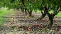 Georgia, the Peach State, is out of peaches. Here’s why, and how locals are coping