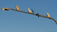 [OC] Three Sulphur Crested Cockatoos and Magpie-larks , New South Wales, Australia