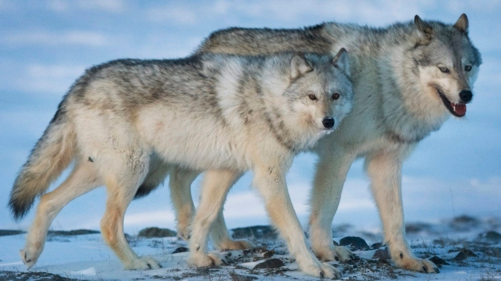 'There's no science involved': Alberta wolf pelt contest comes under fire by conservation groups