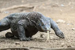 Komodo Dragons Flaunt Iron-Tipped Nightmare Teeth, Scientists Discover