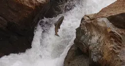 As of Today, the Klamath River is Flowing Free for the First Time in More Than a Century