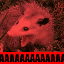 A possum hissing with a red filter and the text AAAAAA