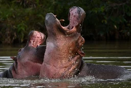 Colombian Court Orders Culling of Pablo Escobar's Hippos