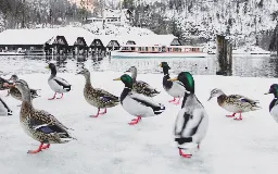 Can I take ducks home from the park?