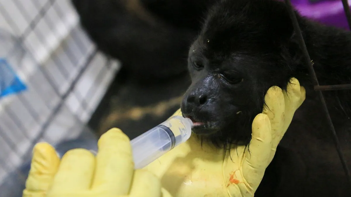 Mexico’s heatwave is causing Howler monkeys to fall dead from trees