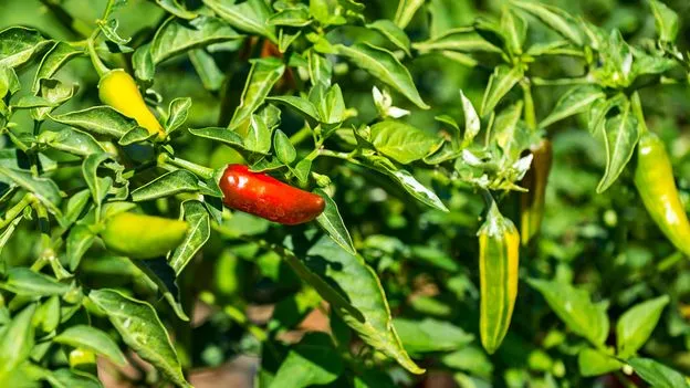 The US pepper that was nearly lost