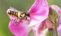 Bienen: Das Gift war vor dem Stachel da